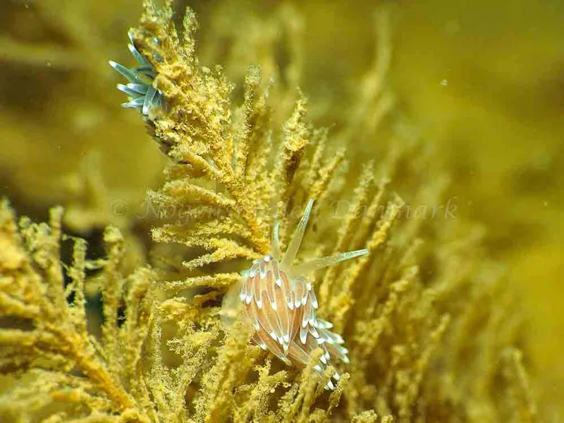 Cuthonella concinna - Ammoniakhavnen - Foto: Jens Egon Jørgensen