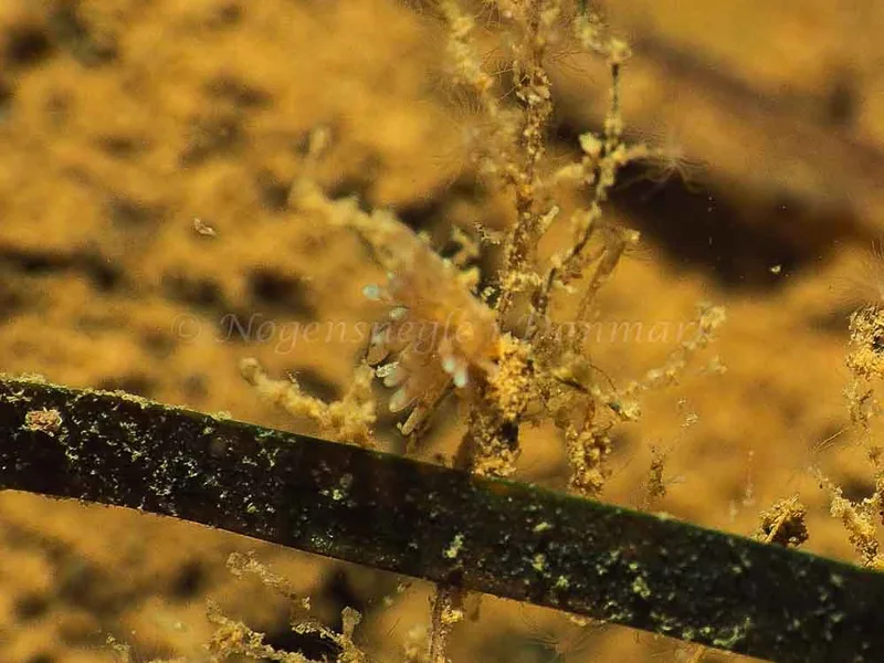 Amphorina viriola - Sønderhav Strand - Foto: Jens Egon Jørgensen