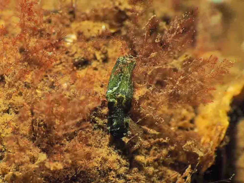 Elysia viridis - Sønderhav Strand - Foto: Jens Egon Jørgensen