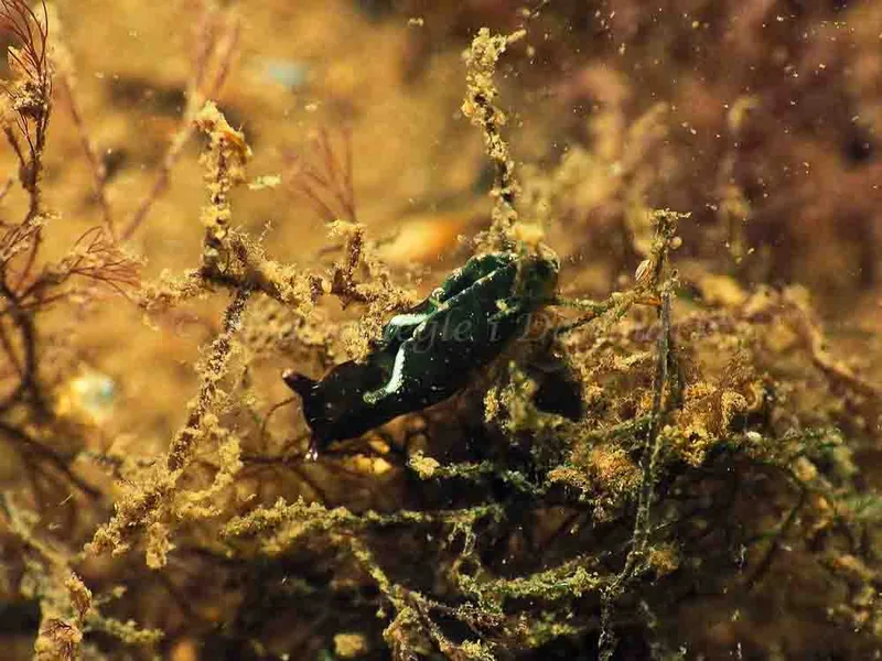 Elysia viridis - Sønderhav Strand - Foto: Jens Egon Jørgensen