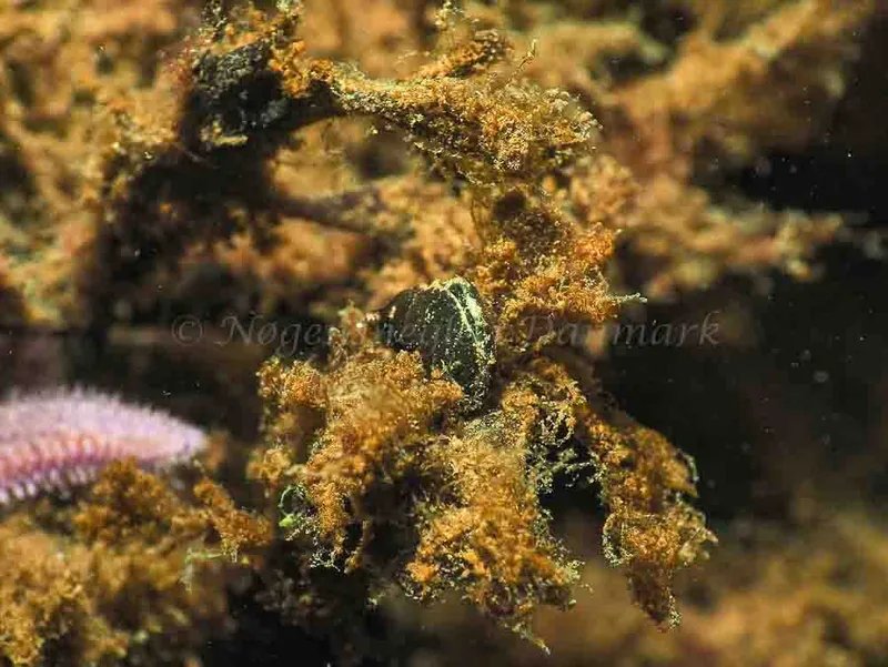 Elysia viridis - Sønderhav Strand - Foto: Jens Egon Jørgensen