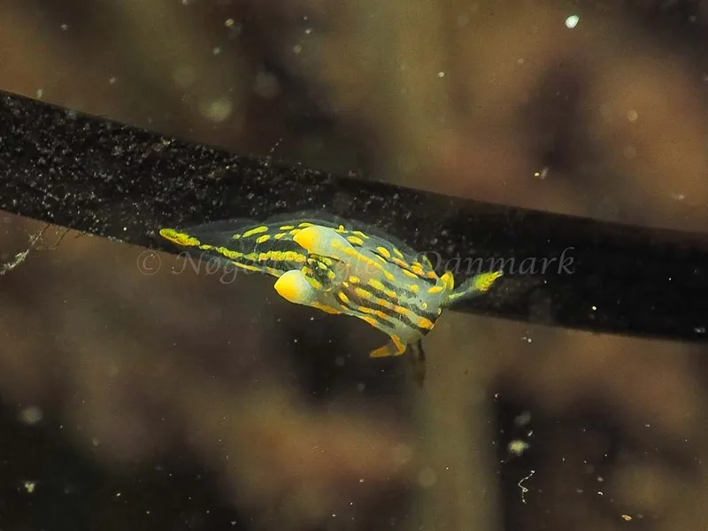 Polycera quadrilineata - Sønderhav Strand - Foto: Jens Egon Jørgensen