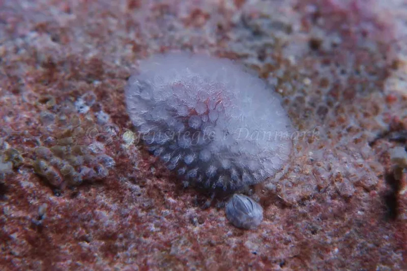 Onchidoris muricata - Molslinjen Mole, Aarhus - Foto: HP Ølgaard