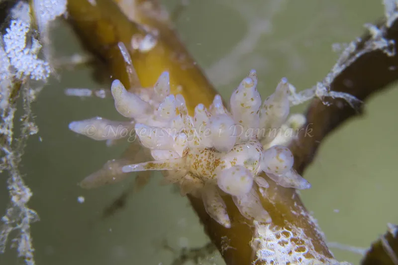 Eubranchus rupium - Molslinjen Mole, Aarhus - Foto: HP Ølgaard