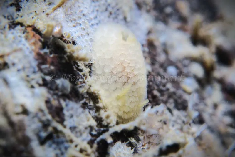 Onchidoris muricata - Ammoniakhavnen - Foto: HP Ølgaard