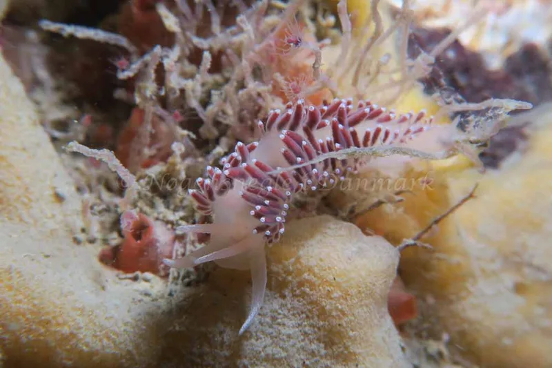 Coryphella verrucosa - Ammoniakhavnen - Foto: HP Ølgaard