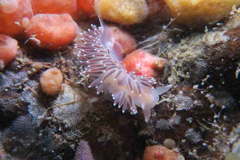 Coryphella verrucosa - Ammoniakhavnen - Foto: HP Ølgaard