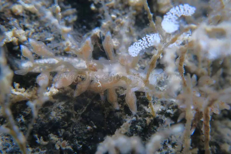 Eubranchus rupium - Ammoniakhavnen - Foto: HP Ølgaard