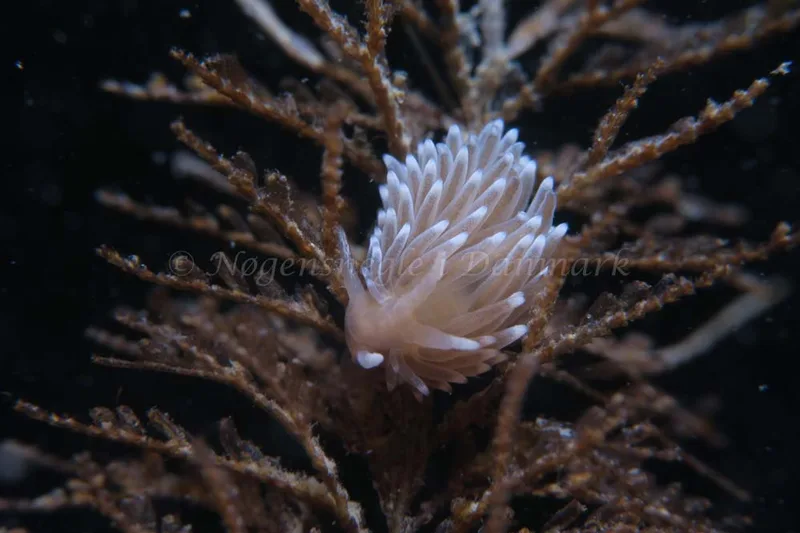 Cuthonella concinna - Ammoniakhavnen - Foto: HP Ølgaard