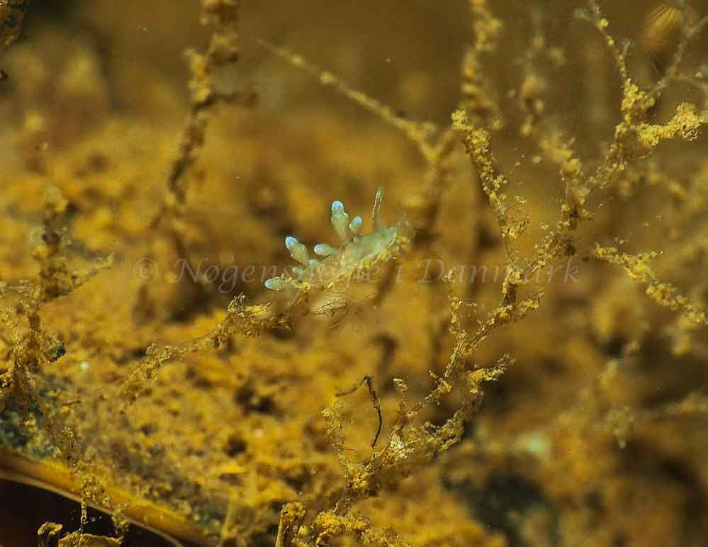 Eubranchus rupium - Kollund Mole - Foto: Jens Egon Jørgensen