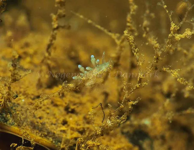 Eubranchus rupium - Kollund Mole - Foto: Jens Egon Jørgensen