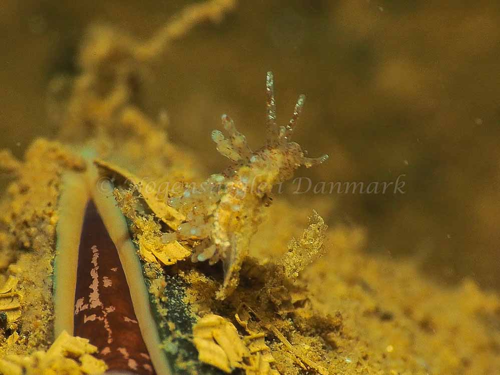 Eubranchus rupium - Kollund Mole - Foto: Jens Egon Jørgensen