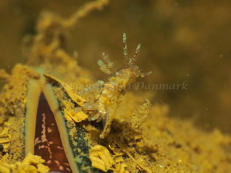 Eubranchus rupium - Kollund Mole - Foto: Jens Egon Jørgensen