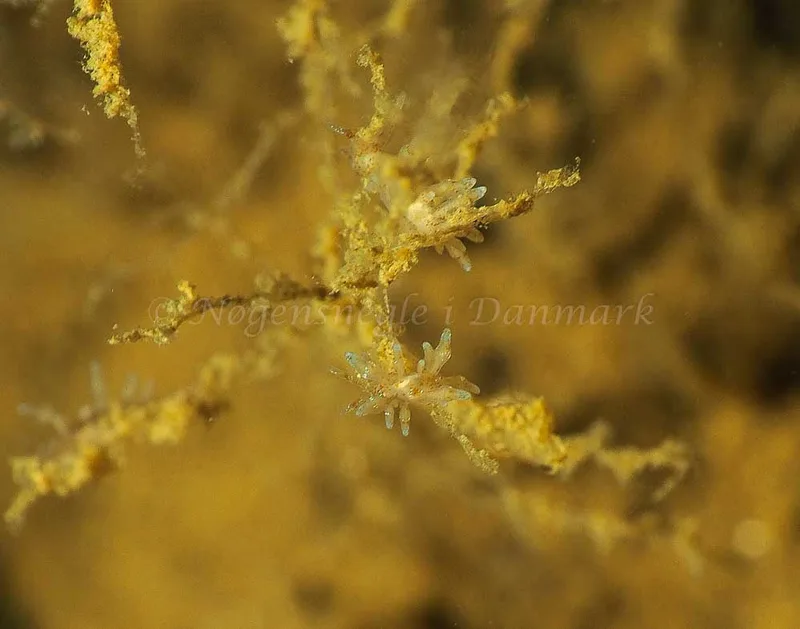 Eubranchus rupium - Kollund Mole - Foto: Jens Egon Jørgensen