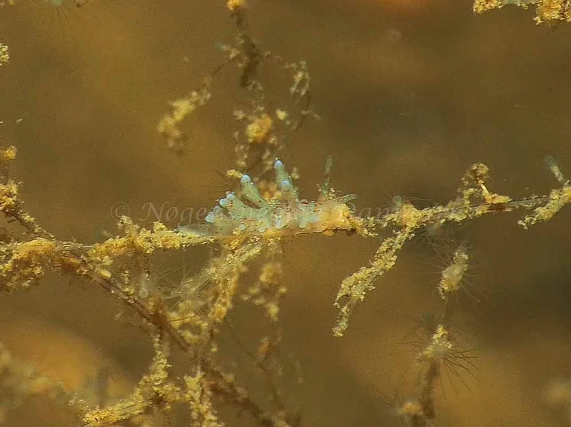 Eubranchus rupium - Kollund Mole - Foto: Jens Egon Jørgensen