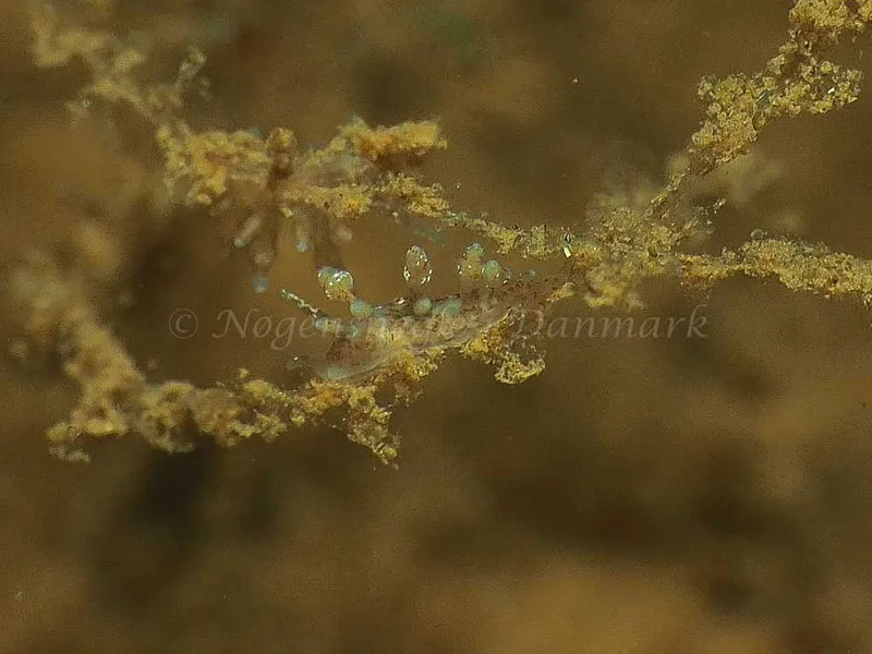 Eubranchus rupium - Kollund Mole - Foto: Jens Egon Jørgensen