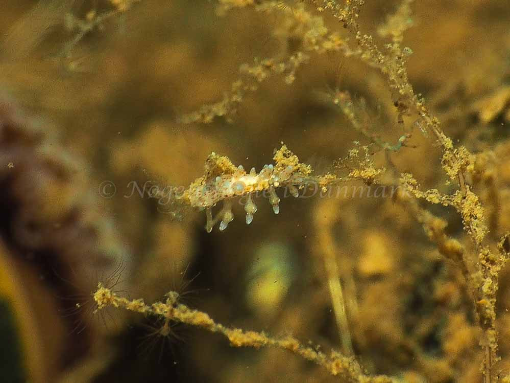 Eubranchus rupium - Kollund Mole - Foto: Jens Egon Jørgensen
