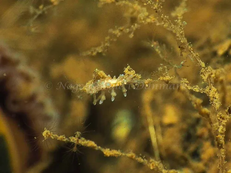 Eubranchus rupium - Kollund Mole - Foto: Jens Egon Jørgensen