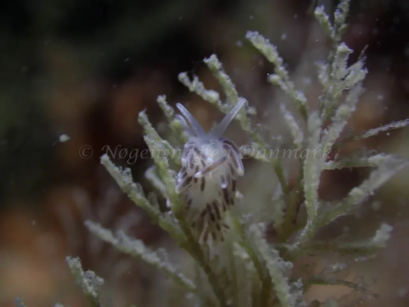Cuthonella concinna - Ammoniakhavnen - Foto: Laurits Larsen