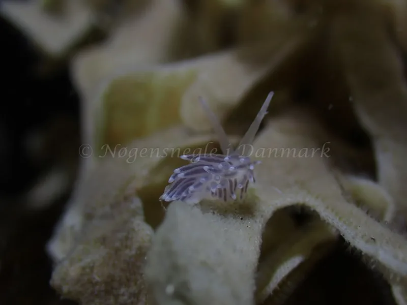 Cuthonella concinna - Ammoniakhavnen - Foto: Laurits Larsen