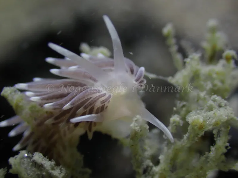 Cuthonella concinna - Ammoniakhavnen - Foto: Laurits Larsen