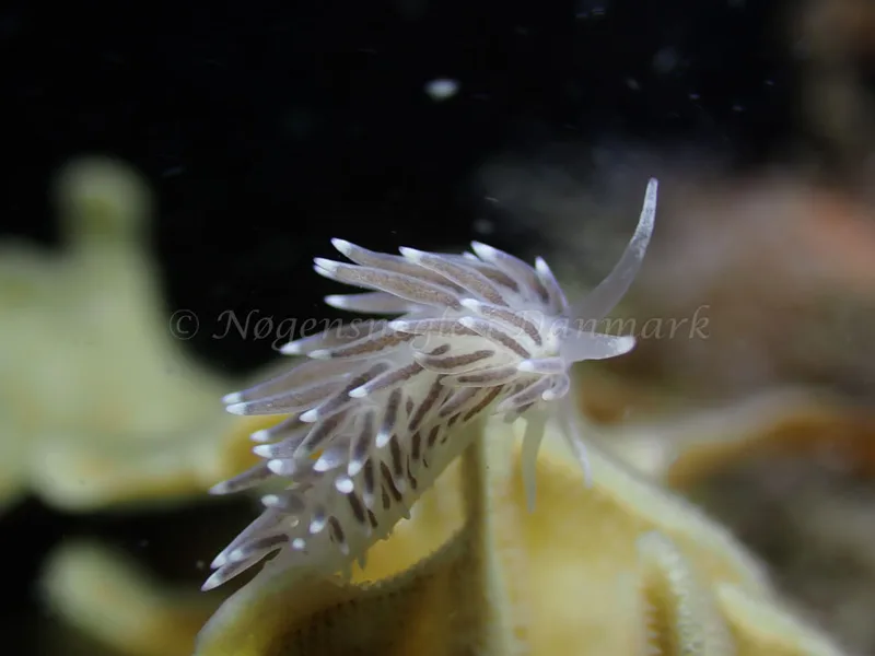 Cuthonella concinna - Ammoniakhavnen - Foto: Laurits Larsen