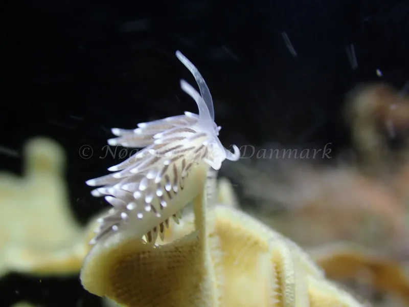 Cuthonella concinna - Ammoniakhavnen - Foto: Laurits Larsen