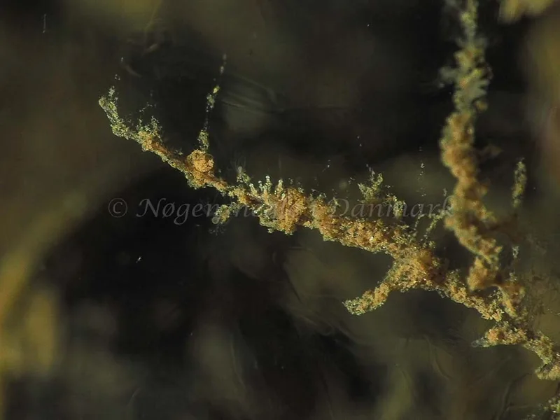Eubranchus scintillans - Kollund Mole - Foto: Jens Egon Jørgensen