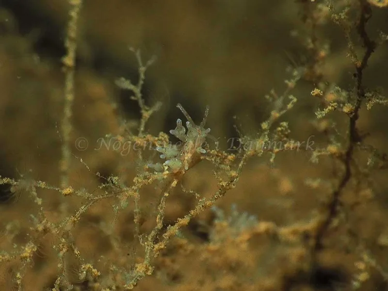 Eubranchus rupium - Kollund Mole - Foto: Jens Egon Jørgensen