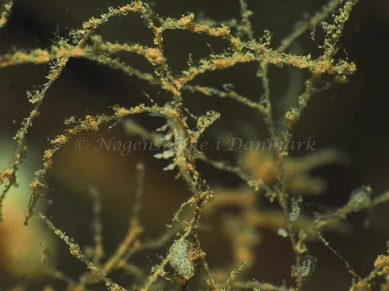Eubranchus rupium - Kollund Mole - Foto: Jens Egon Jørgensen