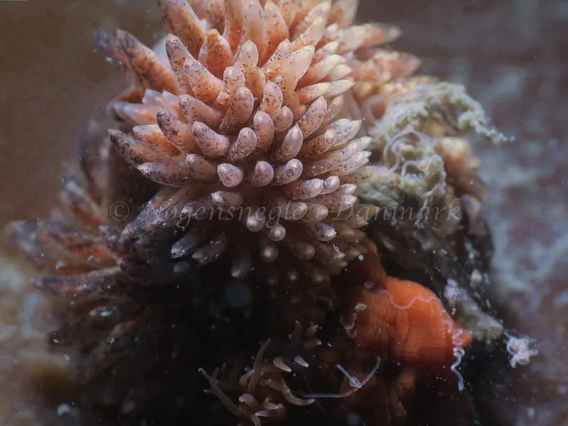 Aeolidia papillosa - Tjærepletten - Foto: HP Ølgaard