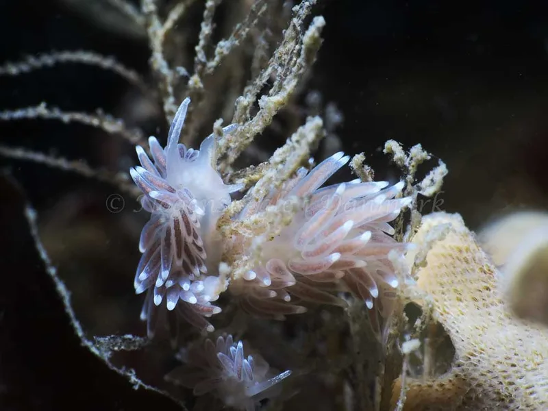 Cuthonella concinna - Tjærepletten - Foto: HP Ølgaard