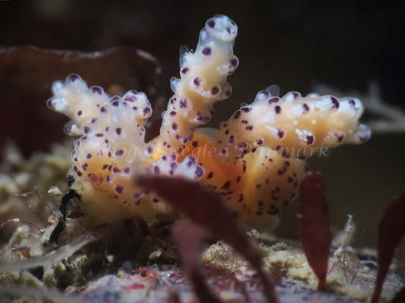 Doto coronata - Tjærepletten - Foto: HP Ølgaard