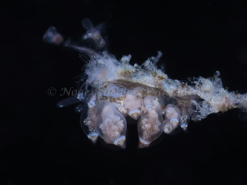 Eubranchus scintillans - Tjærepletten - Foto: HP Ølgaard