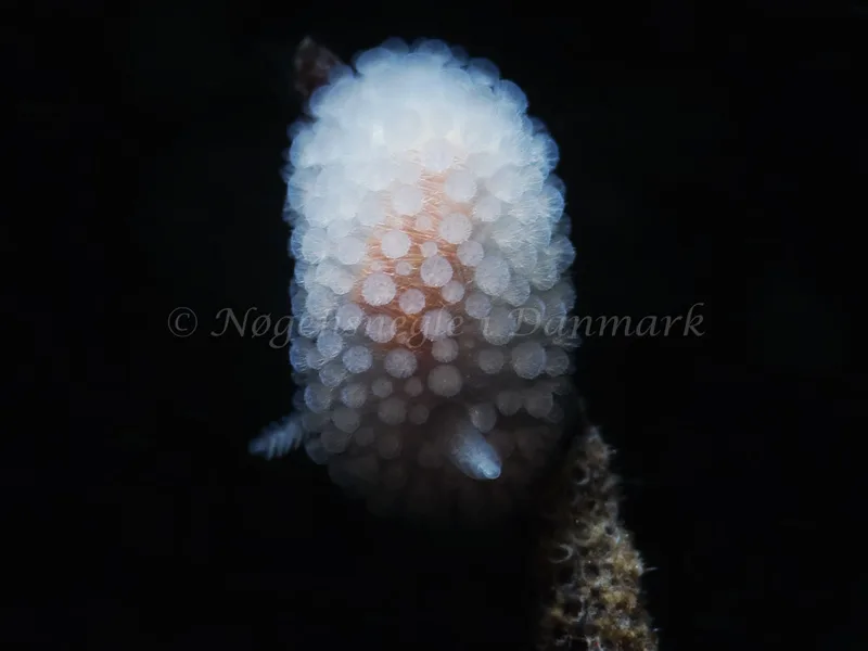 Onchidoris muricata - Tjærepletten - Foto: HP Ølgaard