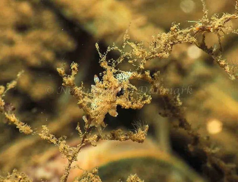 Eubranchus rupium - Kollund Mole - Foto: Jens Egon Jørgensen