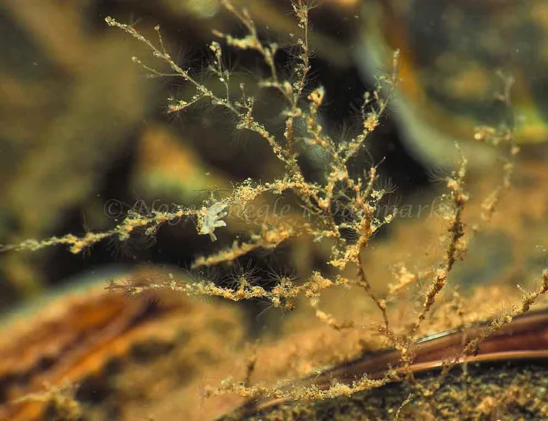 Eubranchus rupium - Kollund Mole - Foto: Jens Egon Jørgensen
