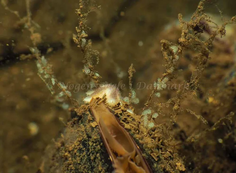 Eubranchus rupium - Kollund Mole - Foto: Jens Egon Jørgensen