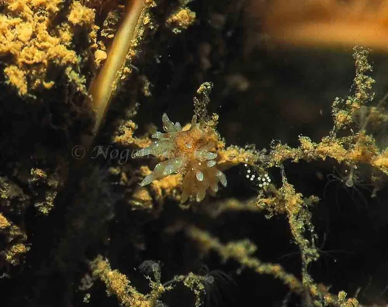 Eubranchus rupium - Kollund Mole - Foto: Jens Egon Jørgensen