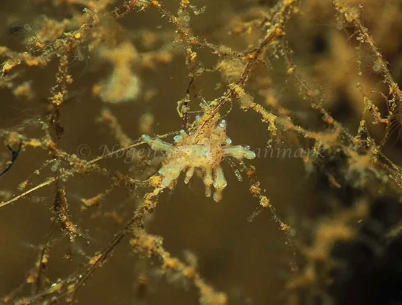 Eubranchus rupium - Kollund Mole - Foto: Jens Egon Jørgensen