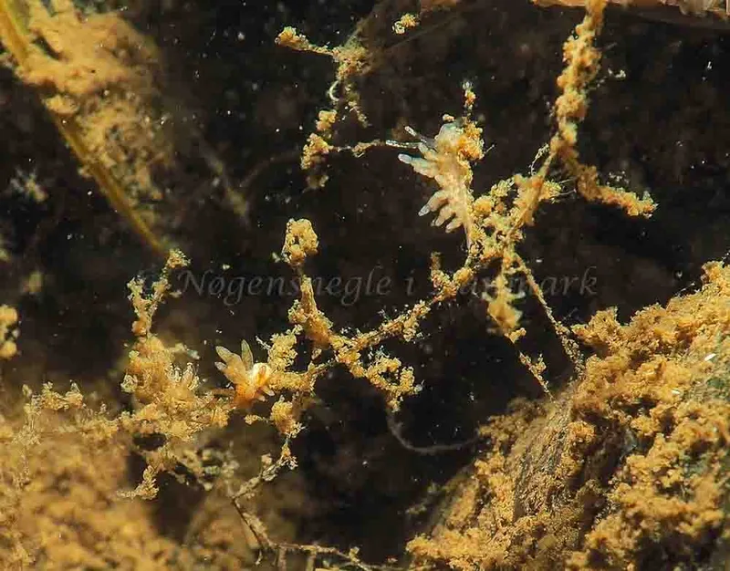 Eubranchus rupium - Kollund Mole - Foto: Jens Egon Jørgensen