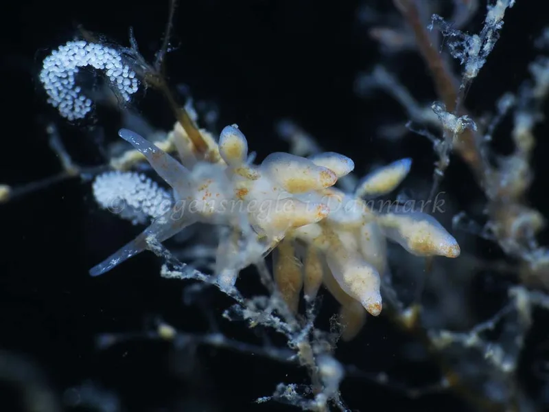 Eubranchus rupium - Ammoniakhavnen - Foto: HP Ølgaard