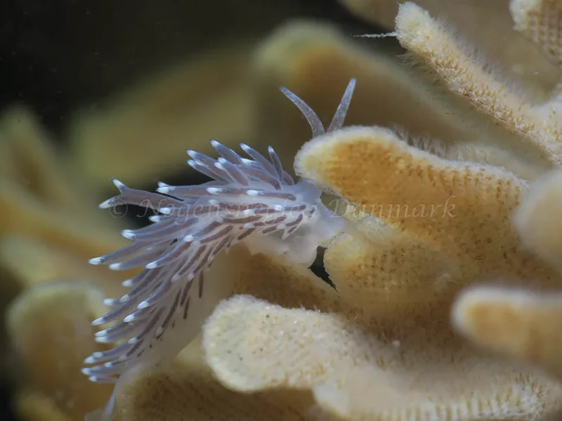 Cuthonella concinna - Ammoniakhavnen - Foto: HP Ølgaard