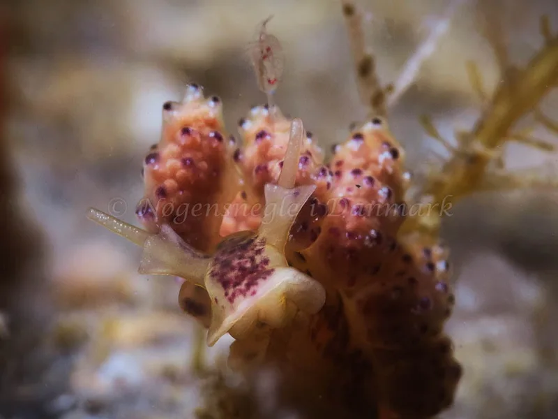 Doto coronata - Ammoniakhavnen - Foto: HP Ølgaard