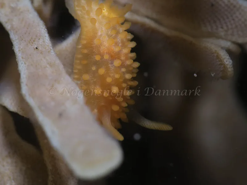 Adalaria proxima - Søbadet - Foto: HP Ølgaard
