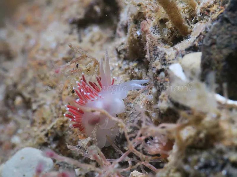 Coryphella verrucosa - Søbadet - Foto: HP Ølgaard