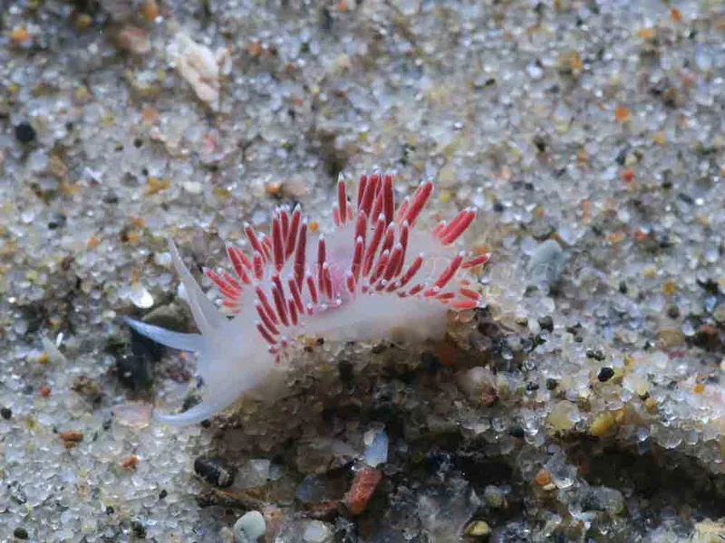 Coryphella verrucosa - Søbadet - Foto: HP Ølgaard