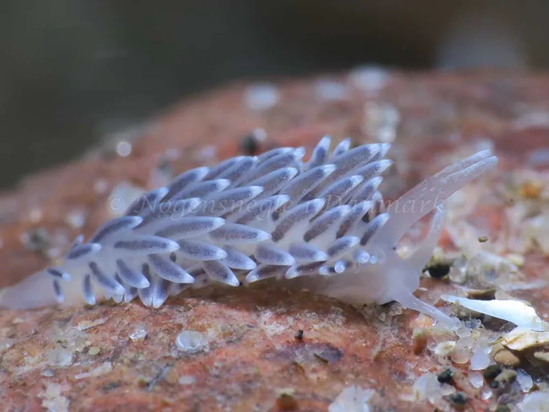 Cuthonella concinna - Søbadet - Foto: HP Ølgaard