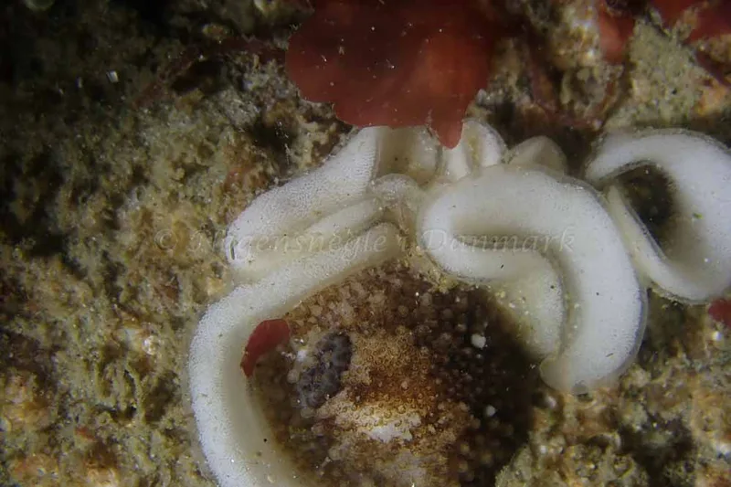 Onchidoris bilamellata - Molslinjen Mole, Aarhus Ø - Foto: Bjarne B. Karlson