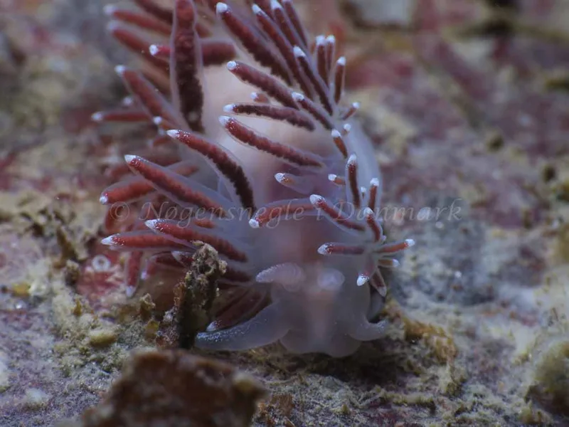 Coryphella verrucosa - Ammoniakhavnen - Foto: HP Ølgaard